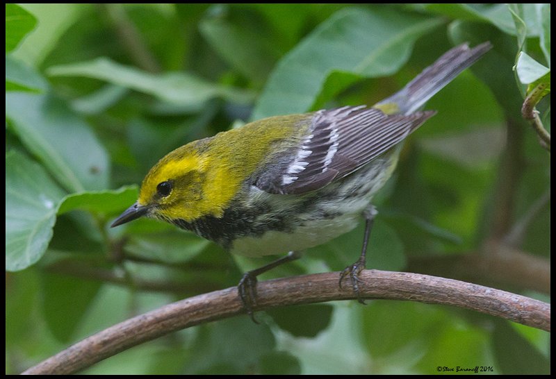 _6SB1305 black-throated green warbler.jpg